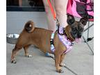 Adopt Roxy a Dachshund / Pug dog in Fairfax Station, VA (38967168)