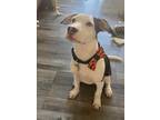 Adopt Chero a Terrier (Unknown Type, Medium) dog in Fairfax Station