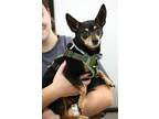Adopt Mr. Magoo a Miniature Pinscher dog in Fairfax Station, VA (39637569)