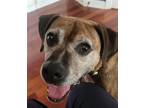 Adopt Kris a Boxer dog in Fairfax Station, VA (37643387)