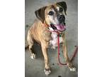 Adopt Kris a Boxer dog in Fairfax Station, VA (37643387)