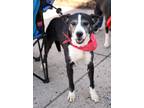 Adopt Lorelai a Labrador Retriever dog in Fairfax Station, VA (36982829)
