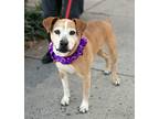 Adopt Shayna (aka Shinner) a Boxer dog in Fairfax Station, VA (39487740)