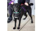 Adopt Halo a Labrador Retriever dog in Fairfax Station, VA (39487743)