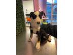 Adopt 55412618 a Black Border Terrier / Mixed dog in El Paso, TX (40861092)