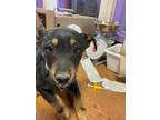 Adopt 55412608 a Black Border Terrier / Mixed dog in El Paso, TX (40861091)