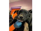 Adopt 55412602 a Black Border Terrier / Mixed dog in El Paso, TX (40861090)
