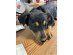 Adopt 55412576 a Black Border Terrier / Mixed dog in El Paso, TX (40861088)