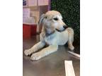 Adopt *Rebecca a White German Shepherd Dog / Mixed dog in El Paso, TX (40816255)