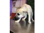 Adopt *Nicolas a Tan/Yellow/Fawn German Shepherd Dog / Mixed dog in El Paso