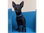 Adopt Phoenix a Black Mixed Breed (Medium) / Mixed dog in Pendleton