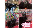 Adopt Chloe Lilly a All Black Bombay (short coat) cat in Lake Mary