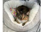Adopt Sophie a Brown Tabby Domestic Shorthair / Domestic Shorthair / Mixed