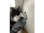 Adopt Kye a All Black Domestic Mediumhair / Domestic Shorthair / Mixed cat in
