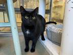 Adopt Leah a All Black Domestic Shorthair / Mixed Breed (Medium) / Mixed (short