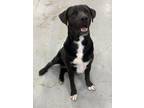 Adopt Titus a Black - with White Labrador Retriever / Pit Bull Terrier / Mixed