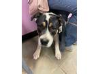 Adopt 55412004 a Black Border Terrier / Mixed dog in El Paso, TX (40859892)