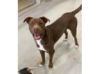 Adopt Romeo a Brown/Chocolate - with White Pit Bull Terrier / Labrador Retriever