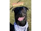 Adopt Worley a Brown/Chocolate Labrador Retriever / Rottweiler / Mixed dog in