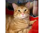 Adopt Larry a Orange or Red Domestic Shorthair / Mixed cat in Merriam
