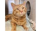 Adopt Boone a Orange or Red Domestic Shorthair / Mixed cat in Merriam