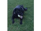 Adopt Goose a Black Labrador Retriever / Mixed dog in Scottsdale, AZ (40859411)