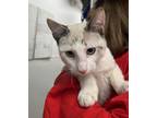 Adopt Aria a White Domestic Shorthair / Domestic Shorthair / Mixed cat in West
