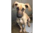 Adopt Scooby (Link) a Tan/Yellow/Fawn Great Dane / Shepherd (Unknown Type) /