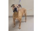 Adopt Burt a Tan/Yellow/Fawn - with White American Pit Bull Terrier / Mixed