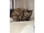 Adopt Carly a Brown or Chocolate Domestic Shorthair / Domestic Shorthair / Mixed