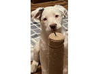 Adopt Ash a White American Pit Bull Terrier / Mixed dog in Amarillo