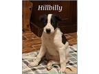 Adopt Hillbilly a White American Pit Bull Terrier / Mixed Breed (Medium) / Mixed
