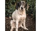 Adopt Frankie a Black Hound (Unknown Type) / Mixed dog in Merriam, KS (40851936)