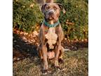 Adopt Luanne a Gray/Blue/Silver/Salt & Pepper Labrador Retriever / Mixed dog in