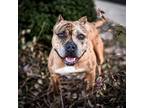 Adopt Juliet a Black American Staffordshire Terrier / Mixed dog in Merriam