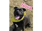 Adopt Nova a Black Terrier (Unknown Type, Medium) / Mixed Breed (Medium) / Mixed