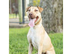 Adopt Carson a Tan/Yellow/Fawn Mixed Breed (Large) / Shar Pei / Mixed dog in