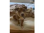 Adopt Tofu a Red/Golden/Orange/Chestnut American Pit Bull Terrier / Mixed dog in
