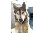 Adopt Playboy a Brindle - with White Alaskan Malamute / Husky / Mixed dog in Los