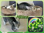 Adopt Mittens a Gray, Blue or Silver Tabby Domestic Shorthair (short coat) cat