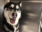 Adopt Bon Bon a Black - with White Husky / Mixed dog in Los Angeles