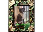 Adopt Annalise a Gray or Blue (Mostly) Domestic Shorthair (short coat) cat in