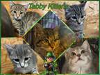 Adopt Tabby Kittens a Brown Tabby Domestic Shorthair (short coat) cat in