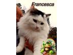 Adopt Francesca a Black & White or Tuxedo Domestic Longhair (long coat) cat in