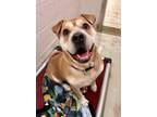 Adopt LUNA a Tan/Yellow/Fawn Shar Pei / Mixed dog in Frederick, MD (37433994)