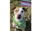 Adopt Macy a Brindle Terrier (Unknown Type, Medium) / Mixed Breed (Medium) /