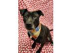 Adopt G.I. Jane a Black American Pit Bull Terrier / Mixed Breed (Medium) / Mixed