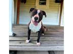 Adopt Brewster a Black American Pit Bull Terrier / Mixed Breed (Medium) / Mixed