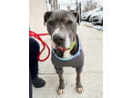 Adopt Ducky a Gray/Blue/Silver/Salt & Pepper Mixed Breed (Large) / Mixed dog in