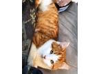 Adopt Toby a Orange or Red Tabby Domestic Shorthair (short coat) cat in Lebanon